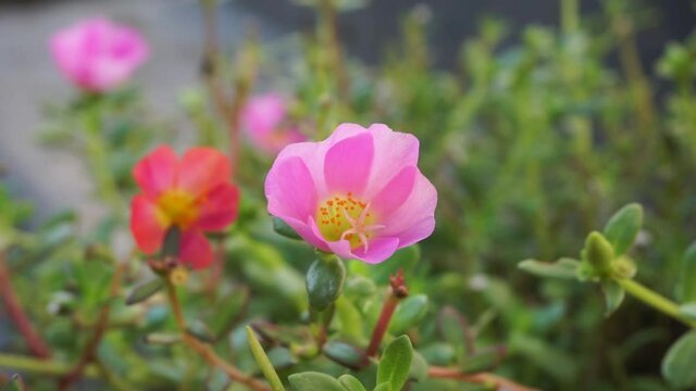 Portulaca flower with a natural background. Indonesian call it krokot