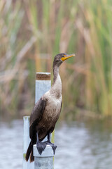 Double Crested Cormorant standing on a man made pole at local marsh.