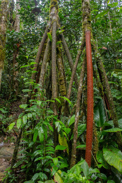socratea exorrhiza in the forest and green trees
