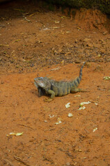 big iguana on the ground