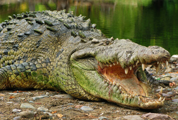 Saltwater Crocodile in La Manzania, Jalisco Mexico