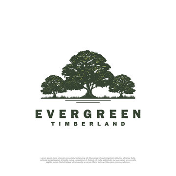evergreen tree logo vintage with river creek vector emblem illustration design