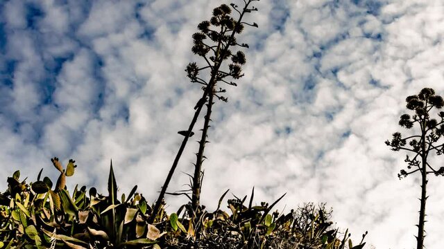 Motion lapse detail view of Agave Americana and Opuntia maxima Mill cactus under an ondulating cascade of passing clouds and pigeons playing around.