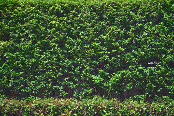 Fototapeta na wymiar a green bush wall texture for wallpaper or background