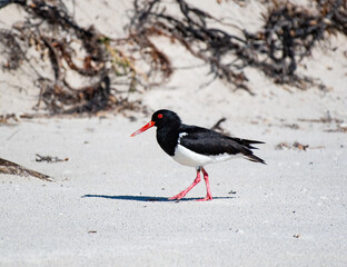 A pied oystercatcher on the beach of Maria Island in Tasmania, Australia