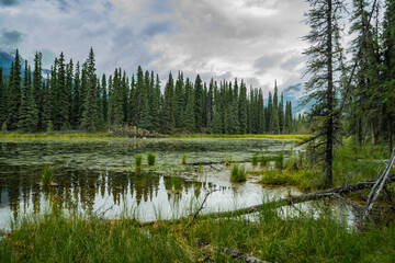 Fototapeta premium atmospheric alaskan forest landscape McKinley Park