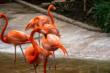 flamingo in the zoo