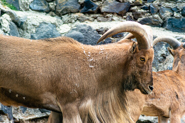mountain goat on the rock