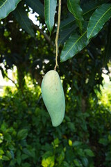 mango fruit on the tree