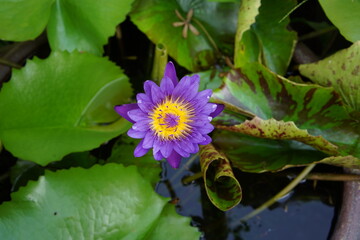 purple lotus flower yellow stamen in the pond