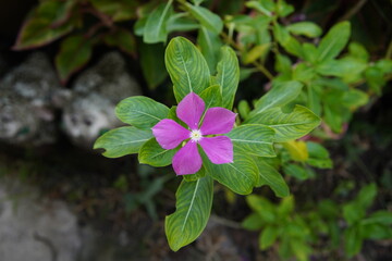 Cayenne Jasmine, Madagascar Periwinkle, Vinca