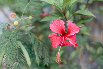 red fringed hibiscus on a green blur background