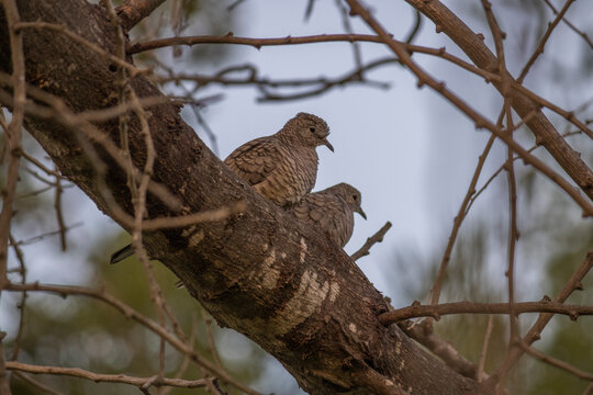 Una pareja de tortolitas refugiandose del calor. 