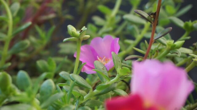 Portulaca flower with a natural background. Indonesian call it krokot