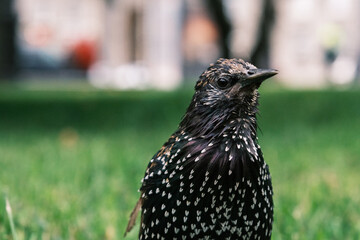 common starling bird cute portrait in the city park with blurred background