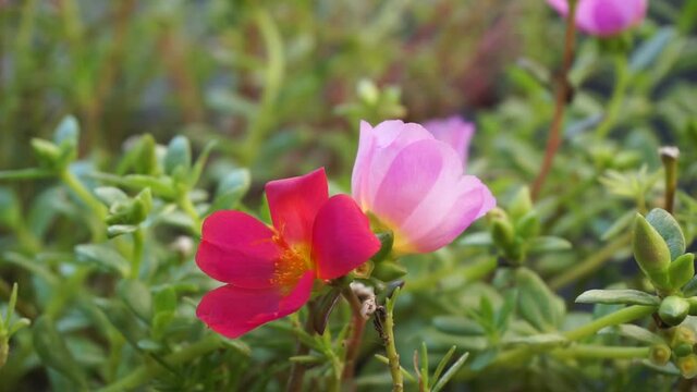 Portulaca flower with a natural background. Indonesian call it krokot