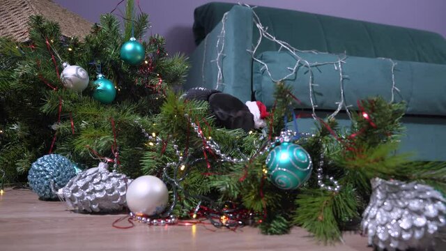 Naughty curious dachshund puppy in a santa hat played too much and filled up artificial Christmas tree decorated with shiny garland and festive balls. Baby dog is sitting in the middle of chaos.