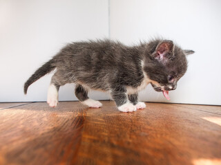 Kitten in weird cute pose, mid-step with tongue out
