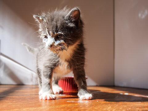 Grumpy kitten with face covered in milk