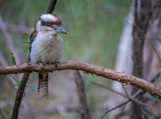  Blue Tinged Kookaburra