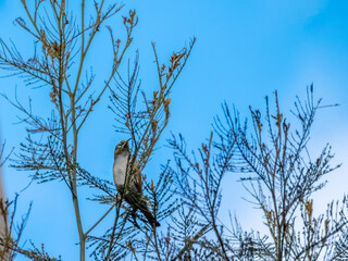 Tree Creeper in Wattle