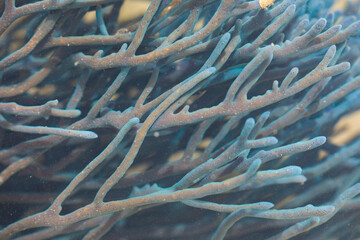 Blue colored coral, under the blurred water surface, in a marshland area, Gam Island, Raja Ampat, Indonesia © Alvaro