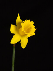 Yellow Daffodil black background