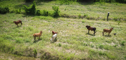 Aerial view fields and cow nature farm background, top view field from above with herd of cows grazing grass agricultural parcels of different crops in green, Birds eye  view countryside Asian