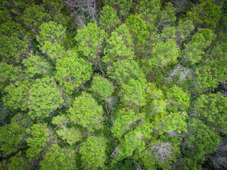 Aerial view forest tree environment forest nature background, Texture of green tree top view forest from above landscape bird eye view pine forest asian