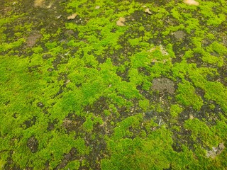 green moss on the stone