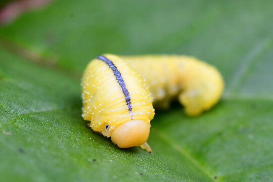Elm Sawfly (Cimbex americana) larva on a rhubarb leaf.