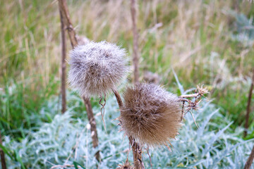 thistle in the field