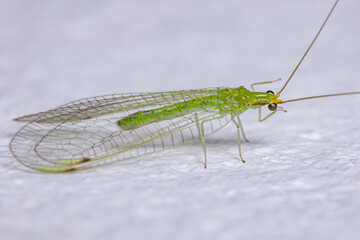 Adult Typical Green Lacewing