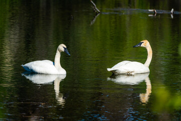 Tundra swan pair swimming in an alpine lake