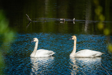 Tundra swan pair swimming in an alpine lake