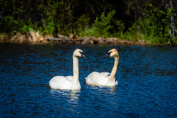 Tundra swan pair swimming in an alpine lake