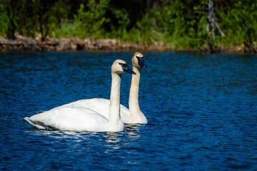 Tundra swan pair swimming in an alpine lake