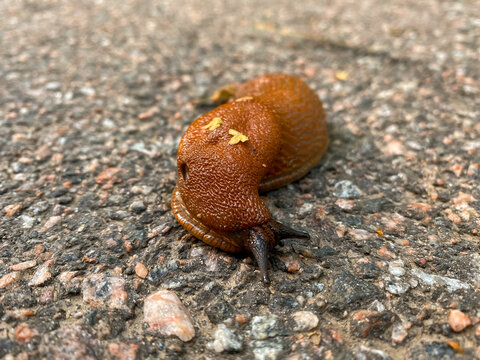 The Spanish slug is brown. Arion vulgaris in its natural environment, on cold stone, asphalt or granite. Breathes sideways and looks with antennae eyes