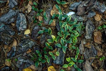 Background, green leaves, pine needles, stones. High quality photo