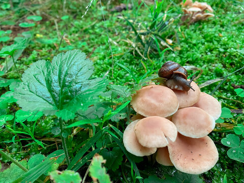 Autumn landscapes. The snail is crawling through the mushroom family. Brown objects on a background of green grass and leaves of wild