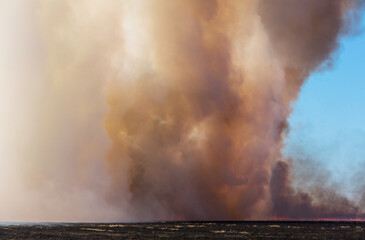 Obraz premium Wildfire