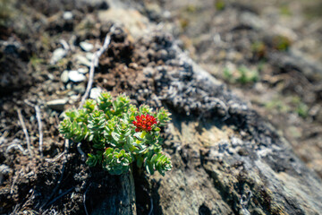 Wildflowers in Arctic tundra.