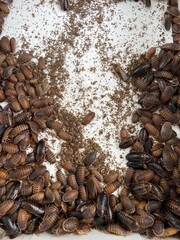 many dubia cockroach, dirty insect