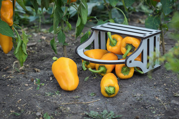 An inverted wooden box with crumbling bell peppers in the garden.
