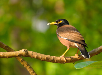 Common mynah bird sitting on a branch.