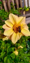 Yellow dahlia flower with insect