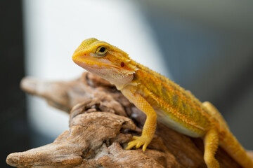 Naklejka premium bearded dragon on ground with blur background