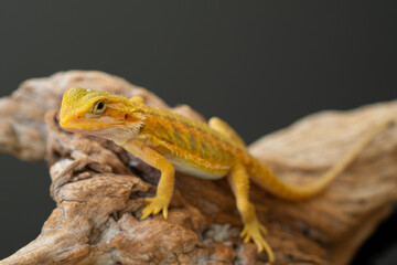 bearded dragon on ground with blur background