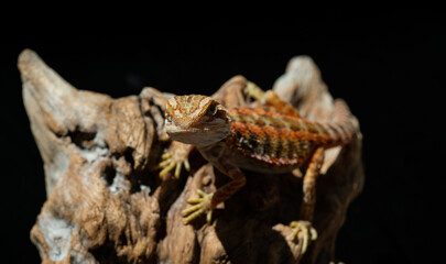 bearded dragon on ground with blur background