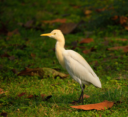 great white heron